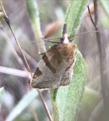 Sparganothis senecionana