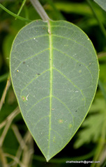 Datura innoxia