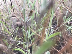 Sparganothis senecionana