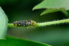 Aulacizes conspersa