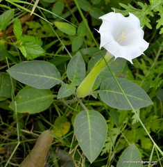 Datura innoxia