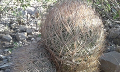 Echinomastus durangensis