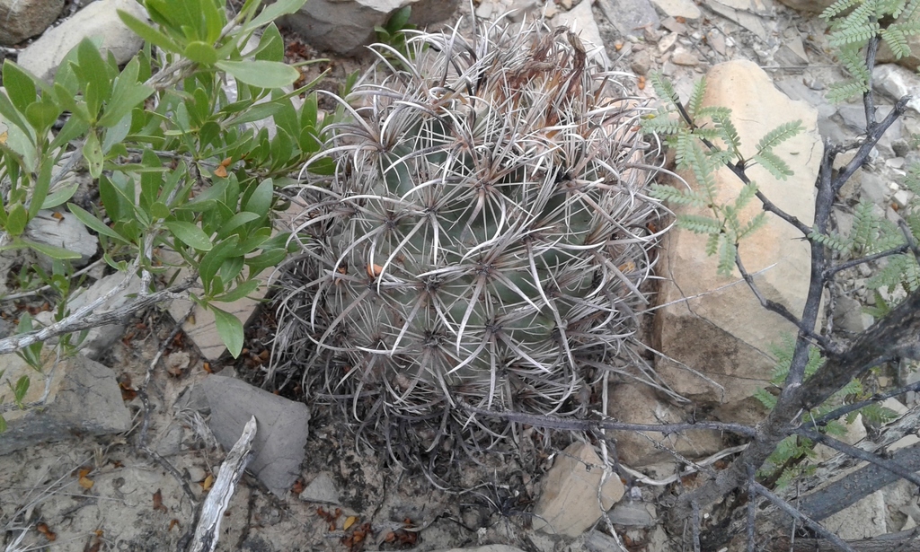 Coryphantha kracikii, Mapimí, Dgo., México