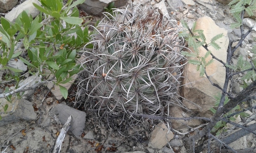 Coryphantha kracikii