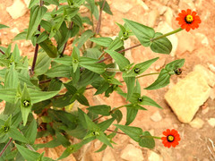 Zinnia peruviana