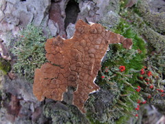 Dacryobolus karstenii