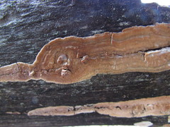 Dacryobolus karstenii