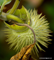 Datura innoxia