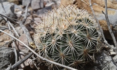 Echinomastus unguispinus