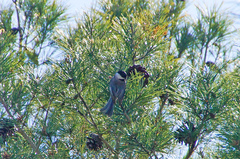 Poecile carolinensis image
