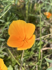 Eschscholzia lobbii