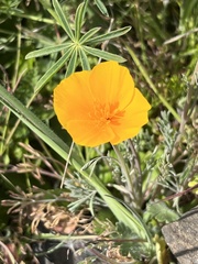 Eschscholzia lobbii