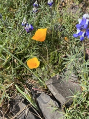 Eschscholzia lobbii