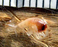 Themisto pacifica
