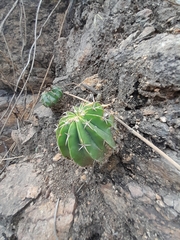Melocactus