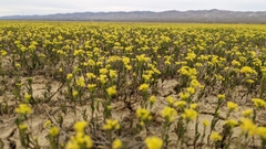 Lepidium jaredii jaredii