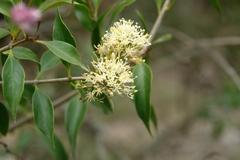 Gaiadendron punctatum