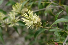 Gaiadendron punctatum