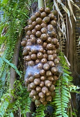 Attalea cohune