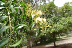 Gaiadendron punctatum