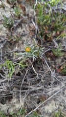 Leptosyne calliopsidea