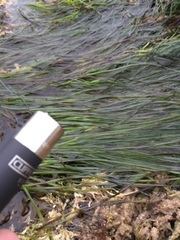 Phyllospadix scouleri