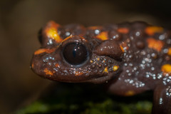 Telmatobufo venustus