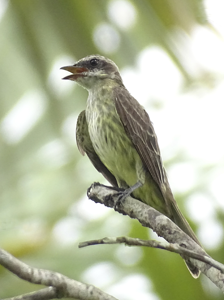 Piratic Flycatcher