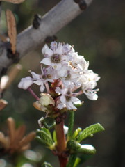 Ceanothus ophiochilus