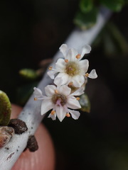 Ceanothus ophiochilus