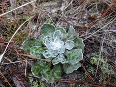 Chrysopsis gossypina