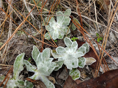 Chrysopsis gossypina