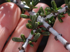 Ceanothus ophiochilus