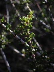 Ceanothus ophiochilus