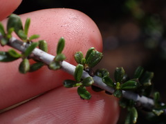 Ceanothus ophiochilus