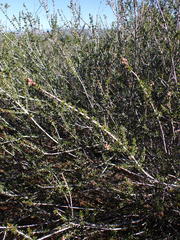 Ceanothus ophiochilus