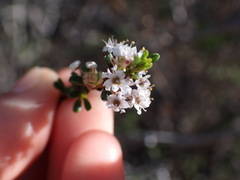 Ceanothus ophiochilus