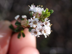 Ceanothus ophiochilus