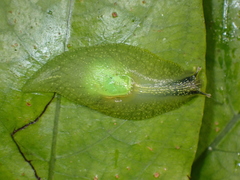 Gaeotis nigrolineata