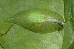 Gaeotis nigrolineata