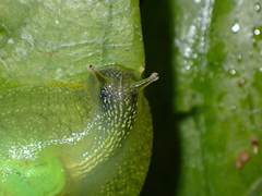 Gaeotis nigrolineata
