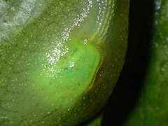 Gaeotis nigrolineata