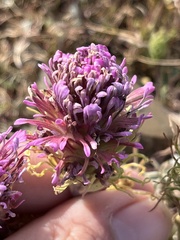 Castilleja exserta