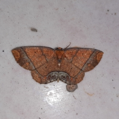 Melinodes detersaria