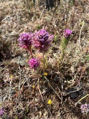 Castilleja exserta