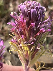 Castilleja exserta
