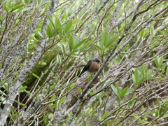 Rhipidura fuliginosa penita