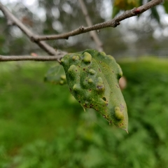 Aceria mackiei