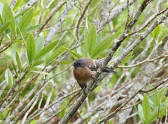 Rhipidura fuliginosa penita