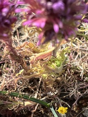 Castilleja exserta